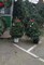 Real Christmas Trees Delivered 3 Foot Balsam Fir Tabletop Christmas Tree